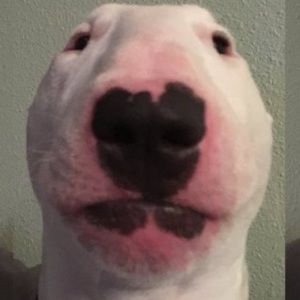 Meet your Posher, Ivan